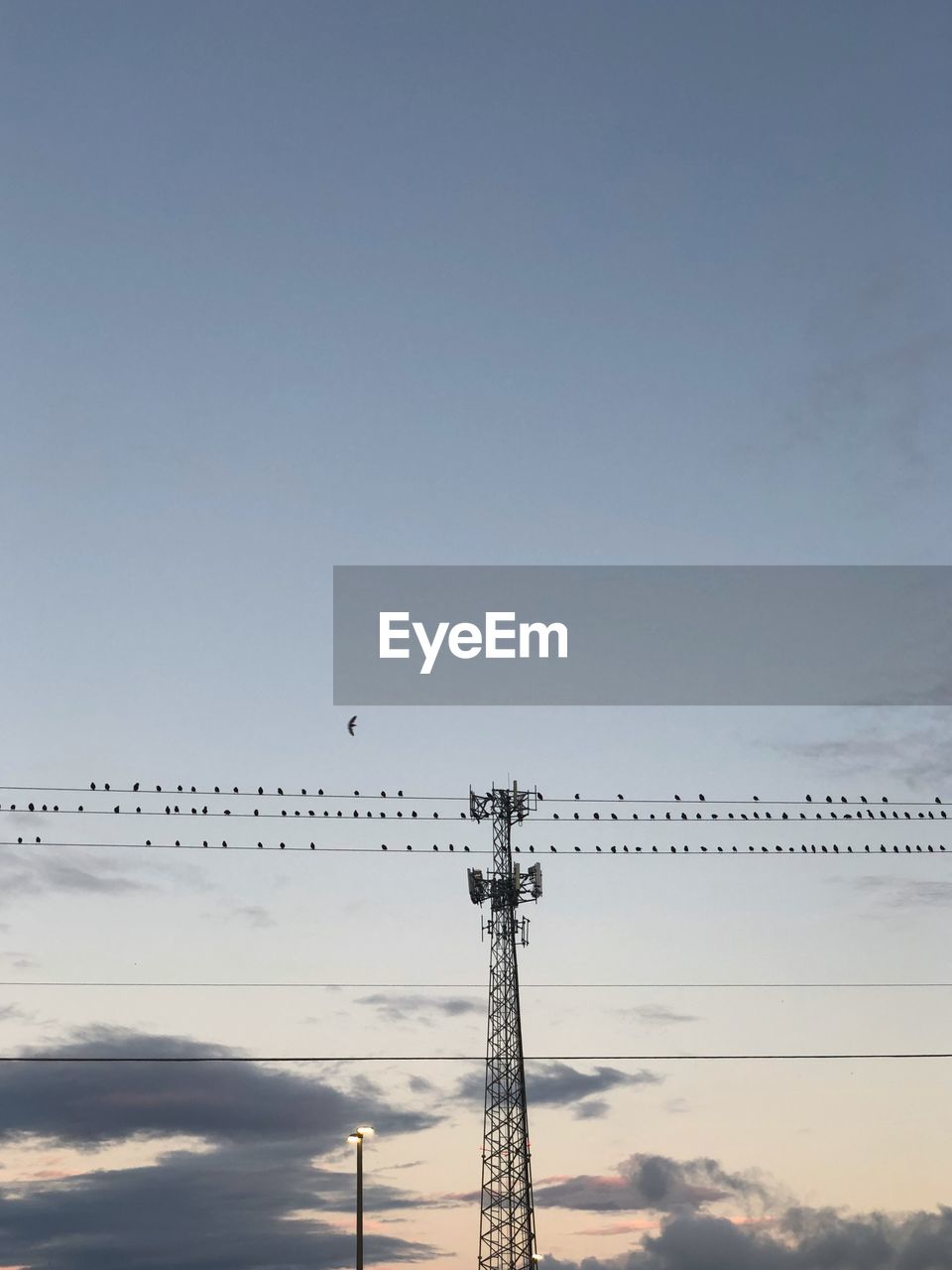 LOW ANGLE VIEW OF CRANE AGAINST SKY