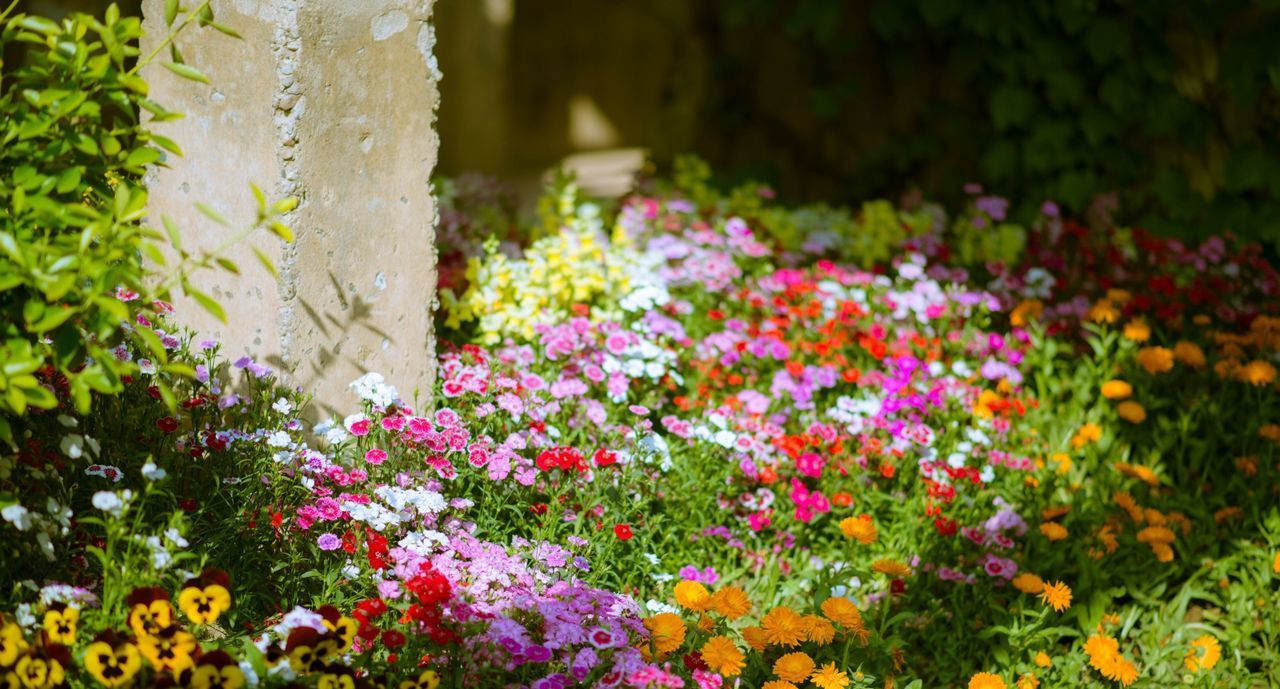 CLOSE-UP OF PLANTS