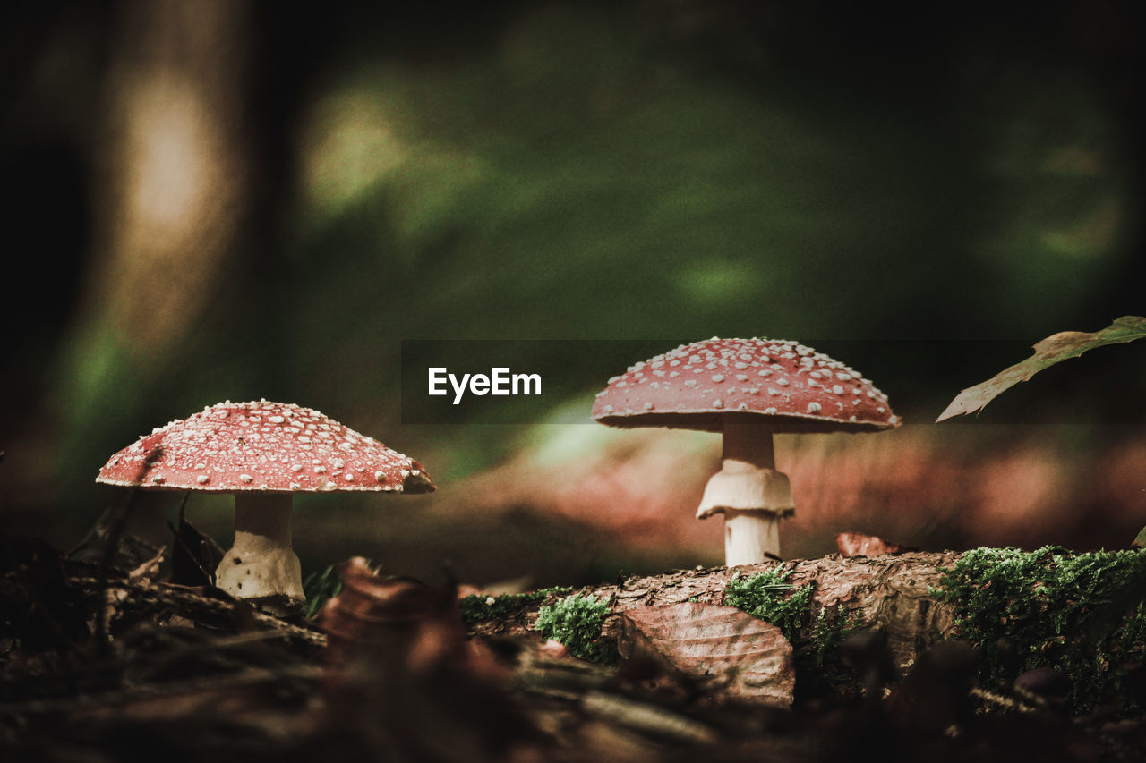 Close-up of mushroom growing in forest