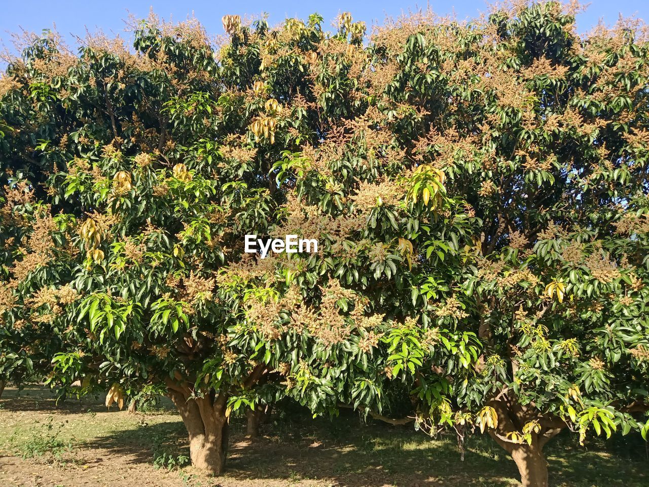 TREES ON FIELD