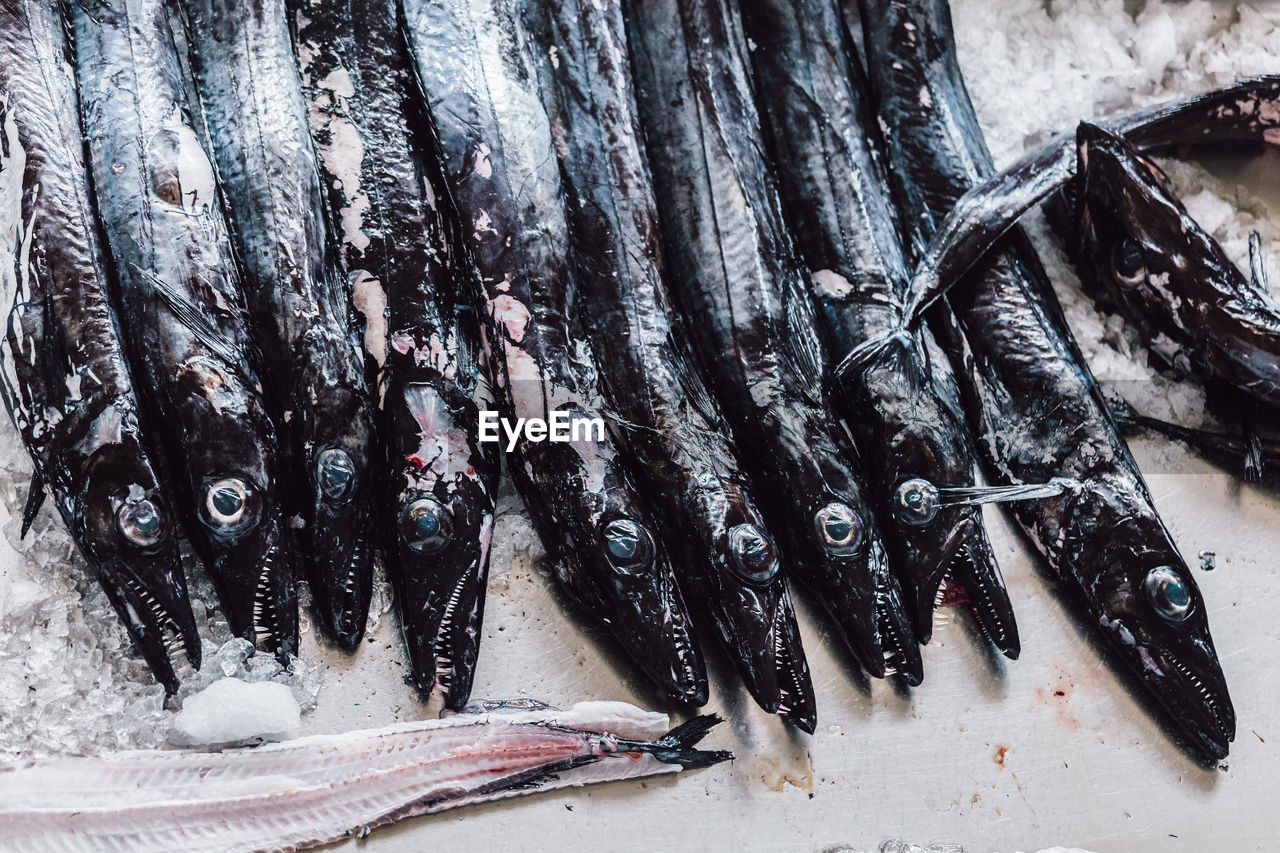 Group of freshness black swordfish.