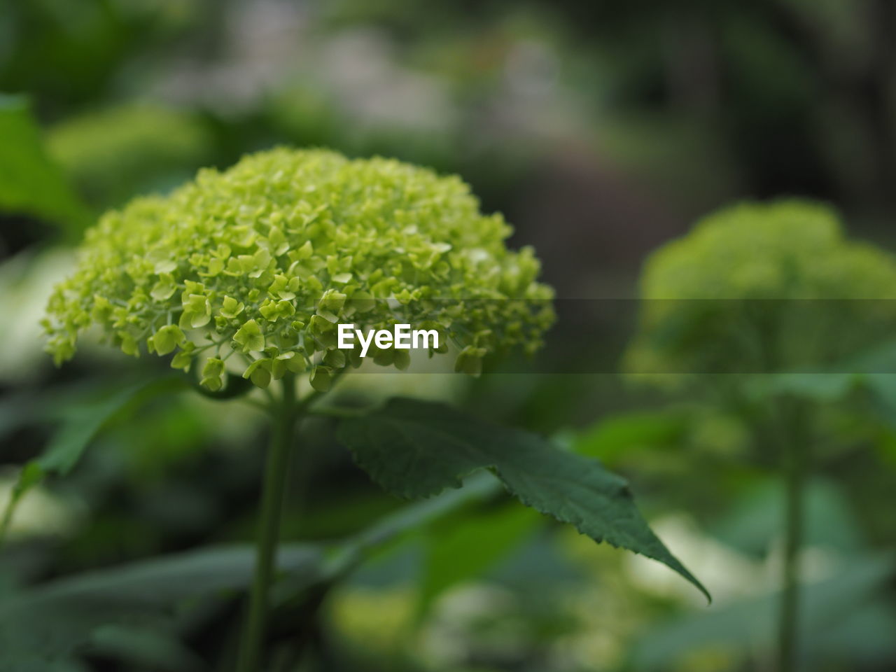 CLOSE-UP OF FRESH GREEN PLANT