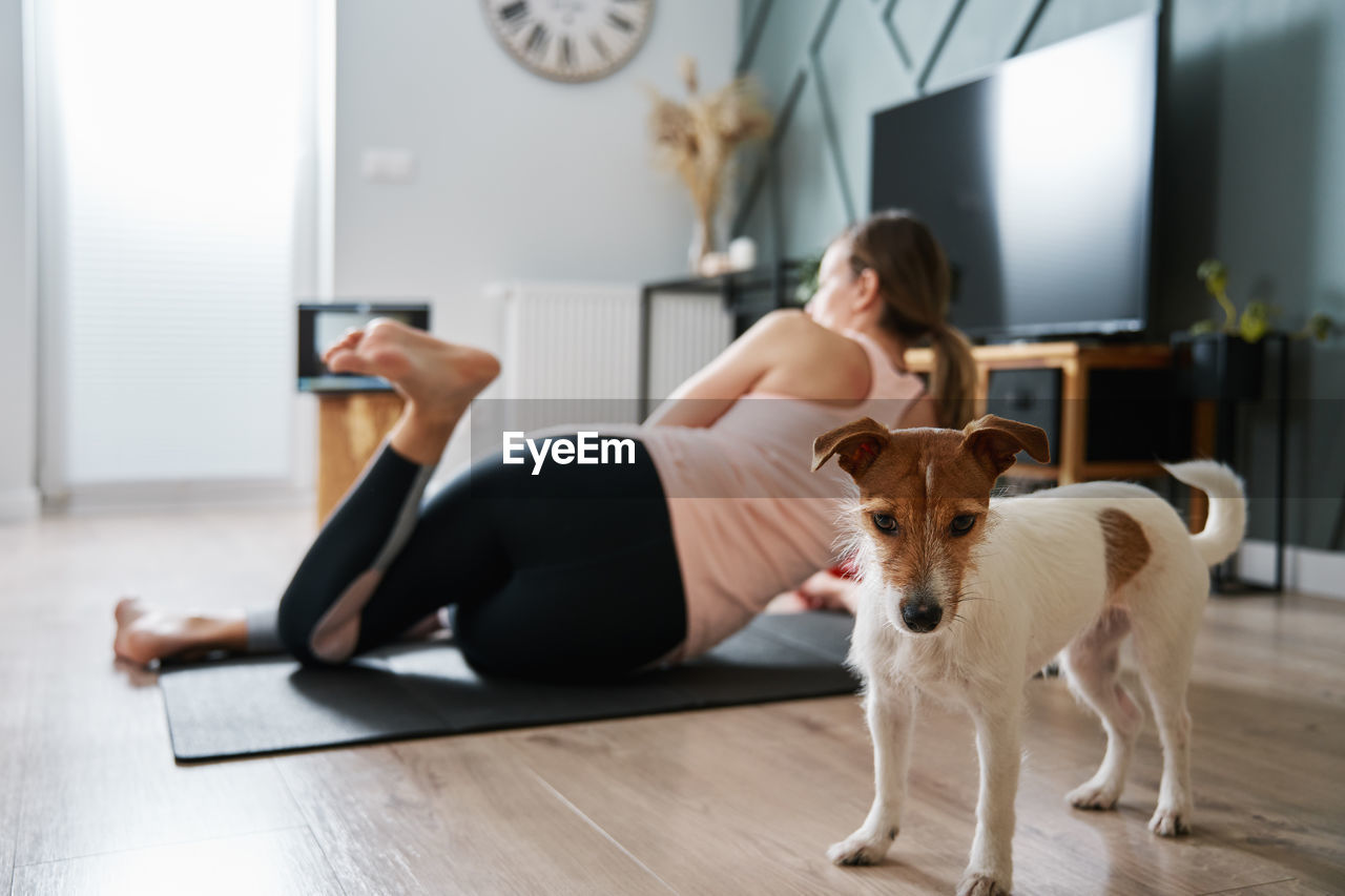 Cute dog near woman doing fitness exercises at home