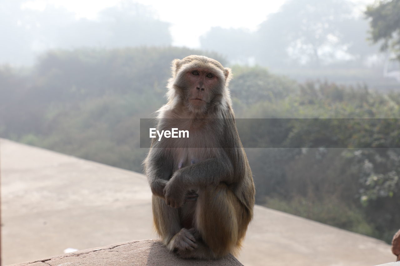 CLOSE-UP OF MONKEY SITTING OUTDOORS