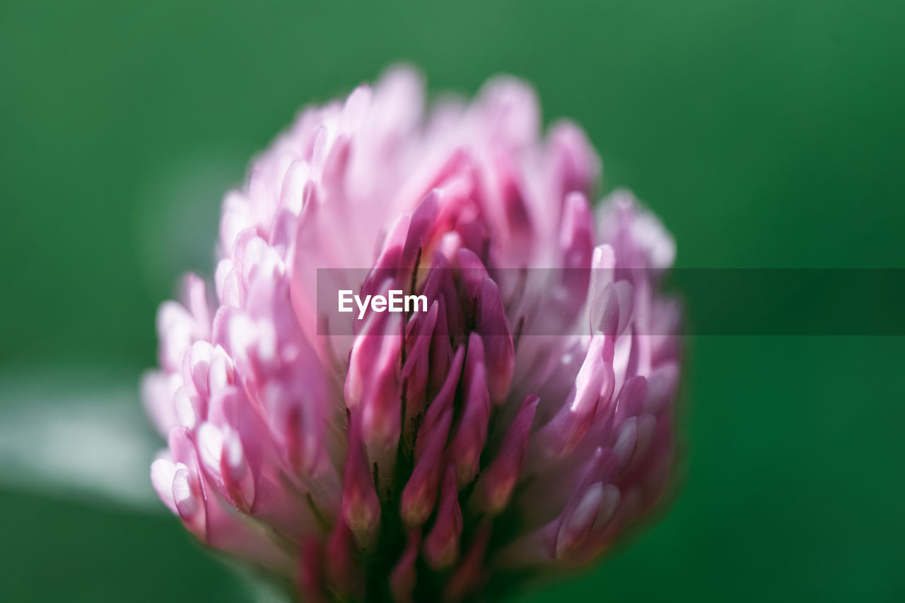 CLOSE-UP OF PINK FLOWER AGAINST BLURRED BACKGROUND