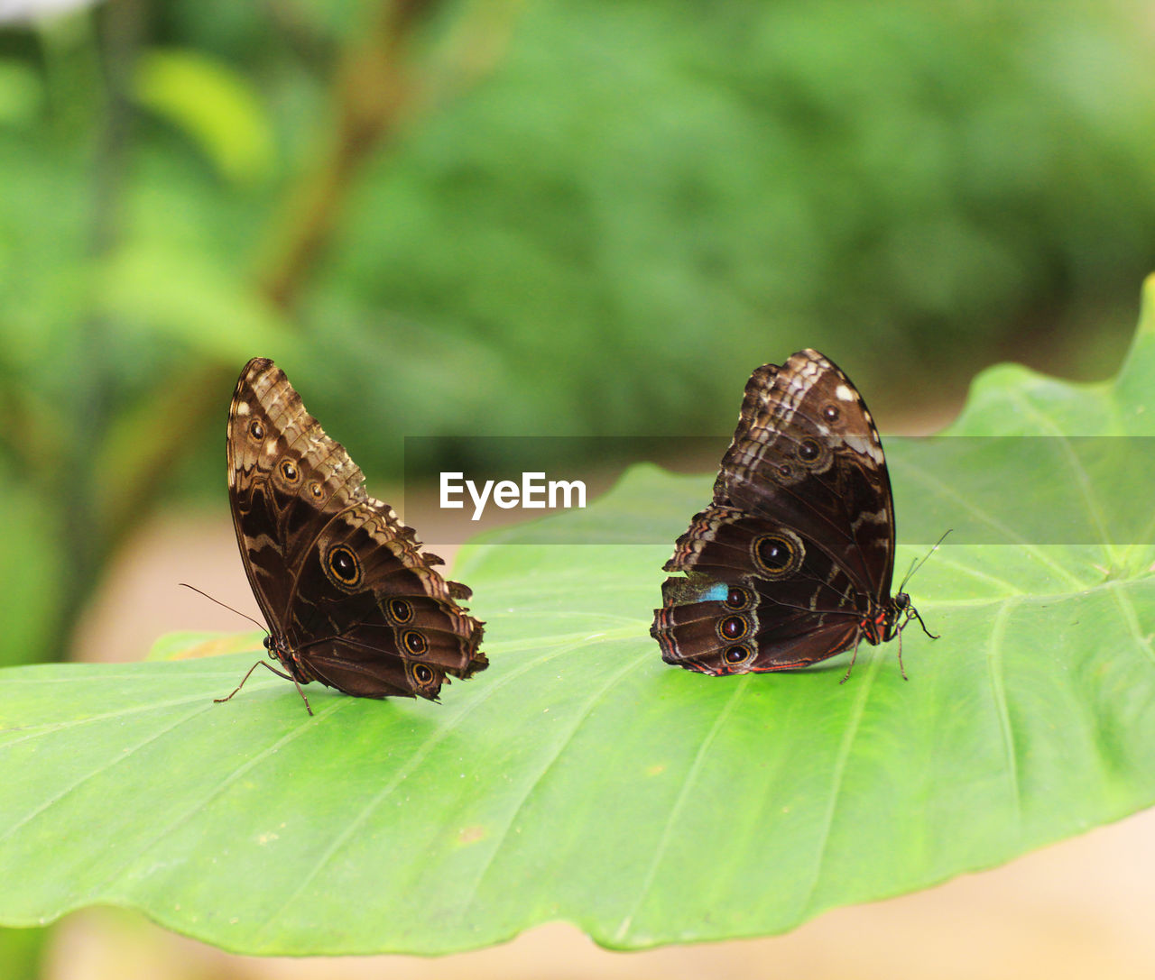 BUTTERFLY ON LEAVES