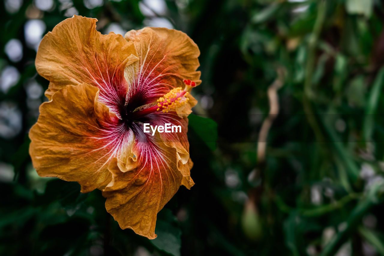 Close-up of red hibiscus flower