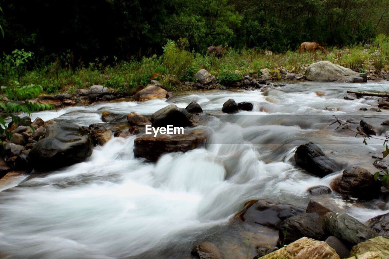 Scenic view of waterfall in forest