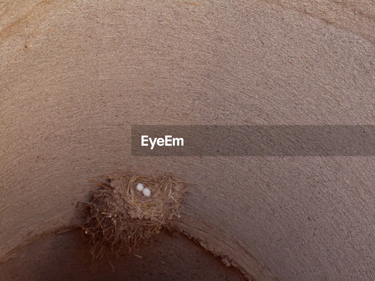 CLOSE-UP OF AN ANIMAL EYE ON SURFACE