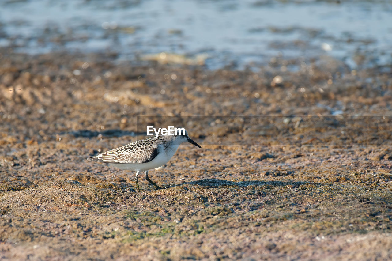 animal themes, animal wildlife, animal, wildlife, bird, nature, one animal, sandpiper, no people, water, land, sand, selective focus, day, sea, side view, beach, full length, outdoors, close-up, focus on foreground