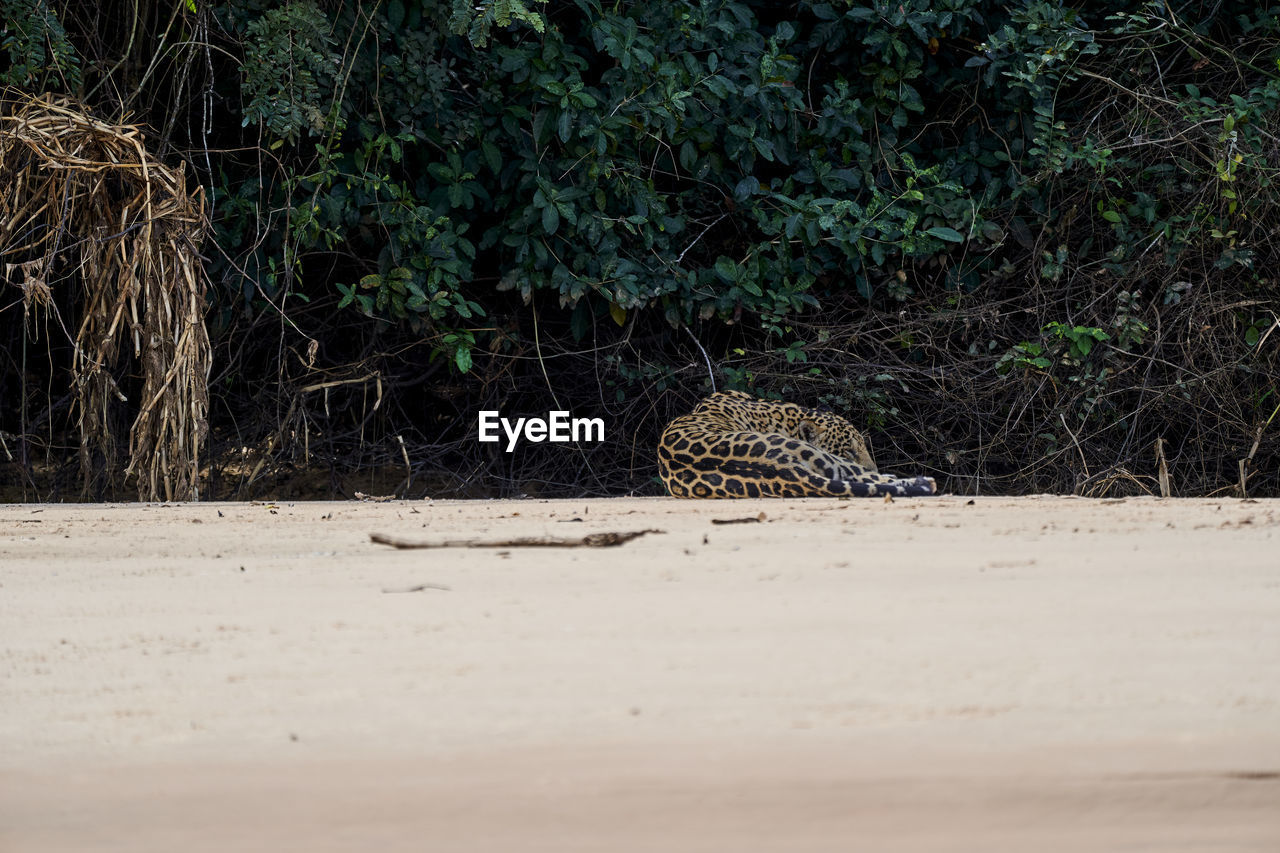 Jaguar, panthera onca, lying on a sand bank on cuiaba river in the pantanal, brazil