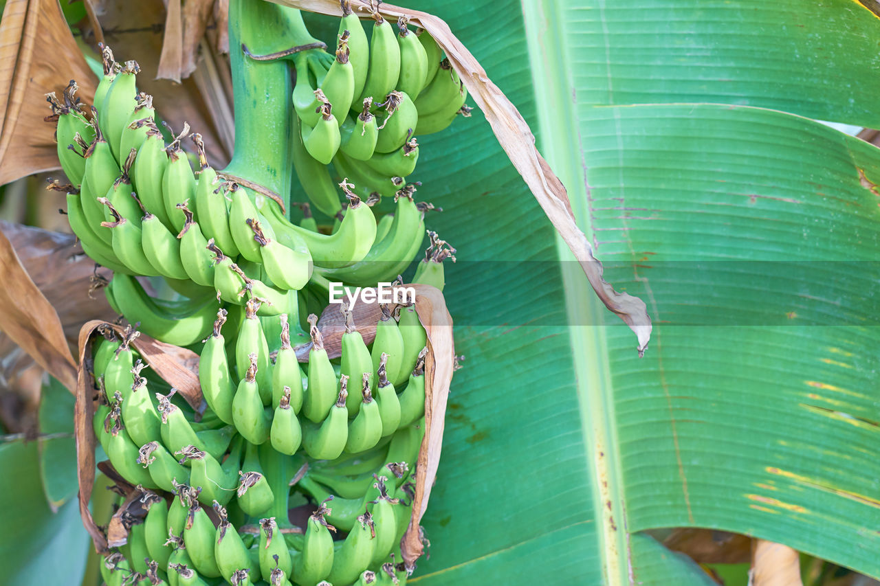 CLOSE-UP OF BANANA FRUIT