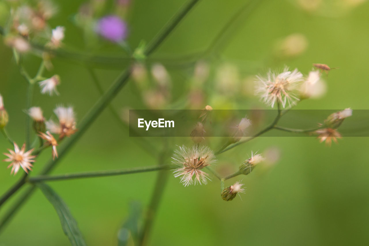 CLOSE-UP OF FLOWERING PLANT AGAINST BLUE SKY