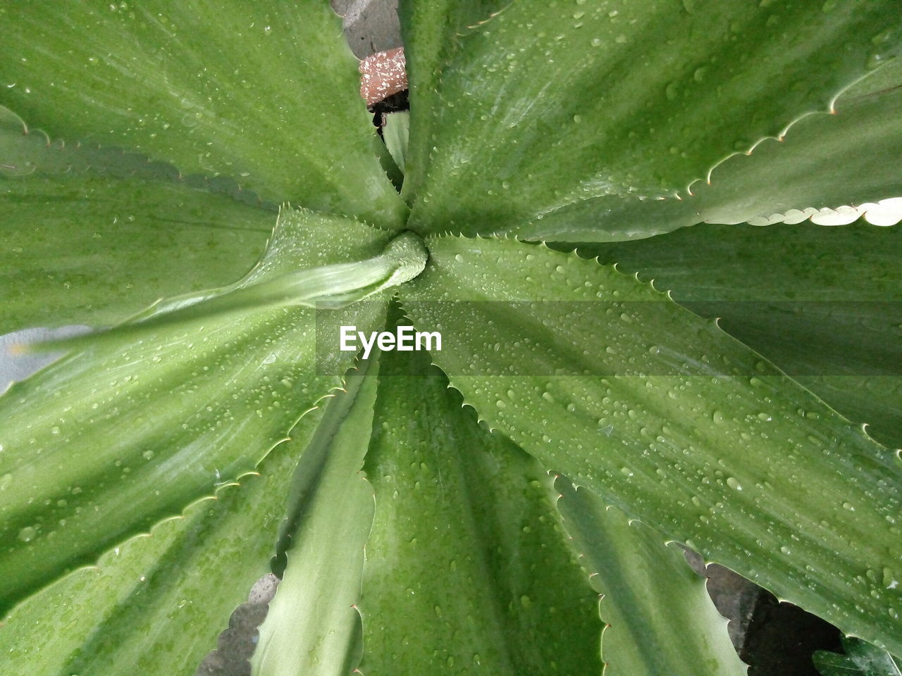 FULL FRAME SHOT OF WET LEAVES