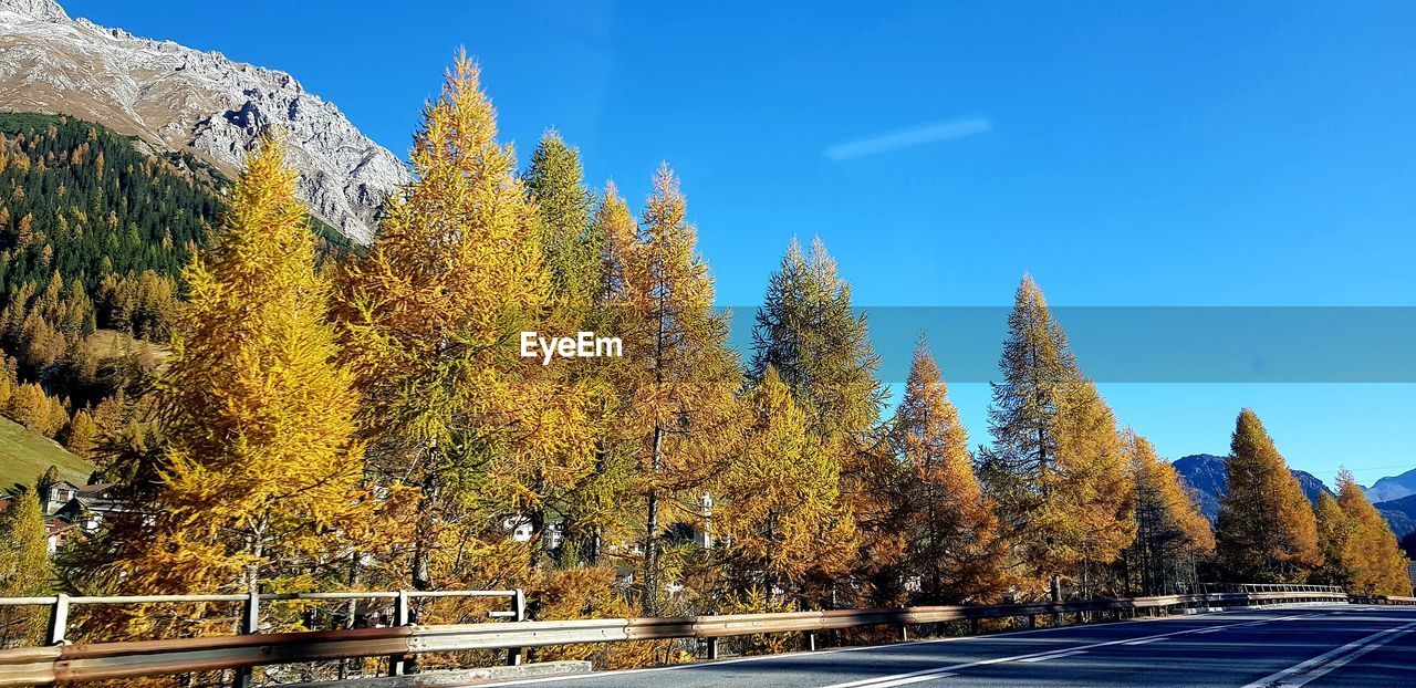 Trees by road against clear blue sky