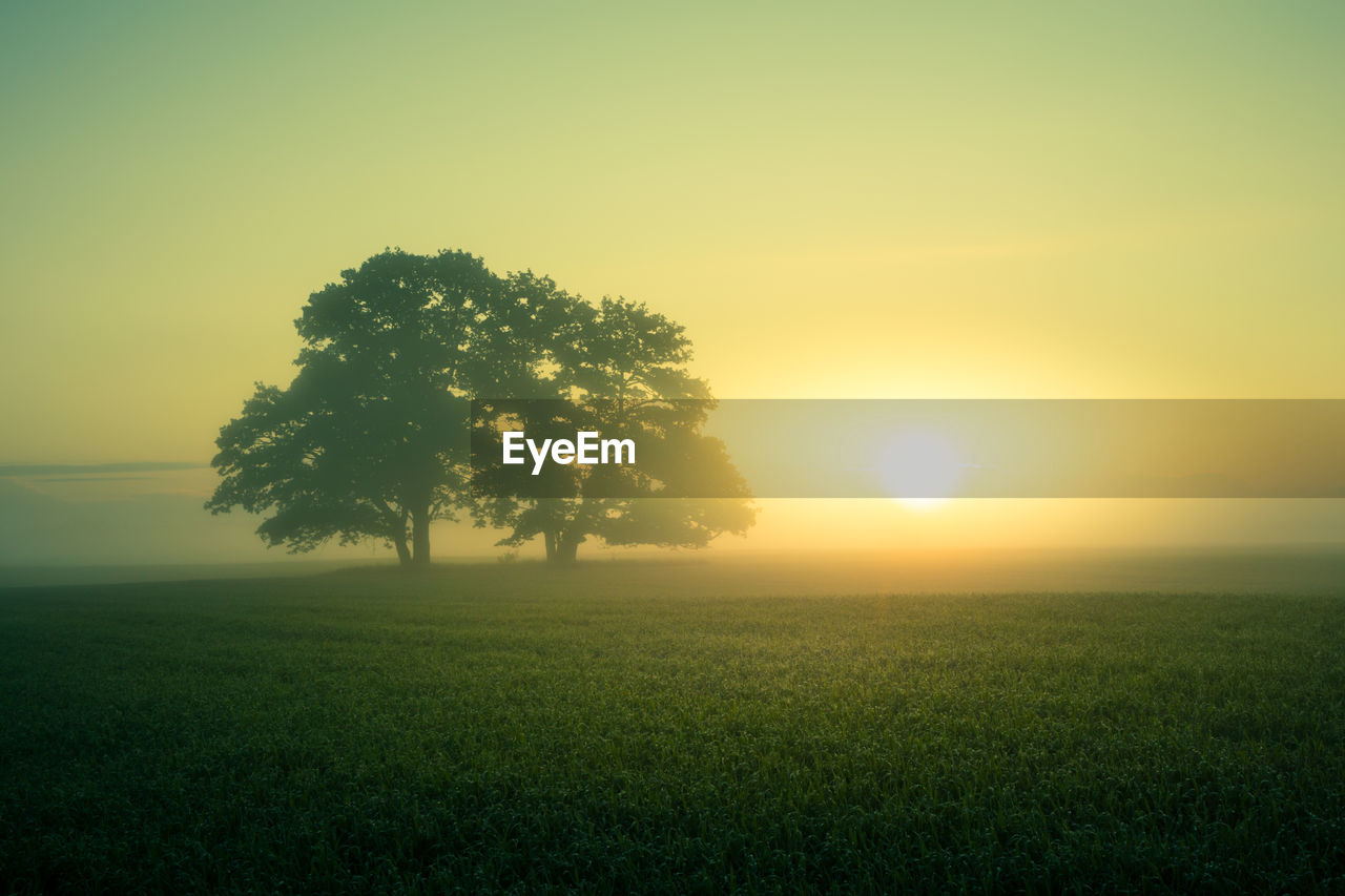 A beautiful oak tree in the distance through the mist in summer morning. summertime scenery.