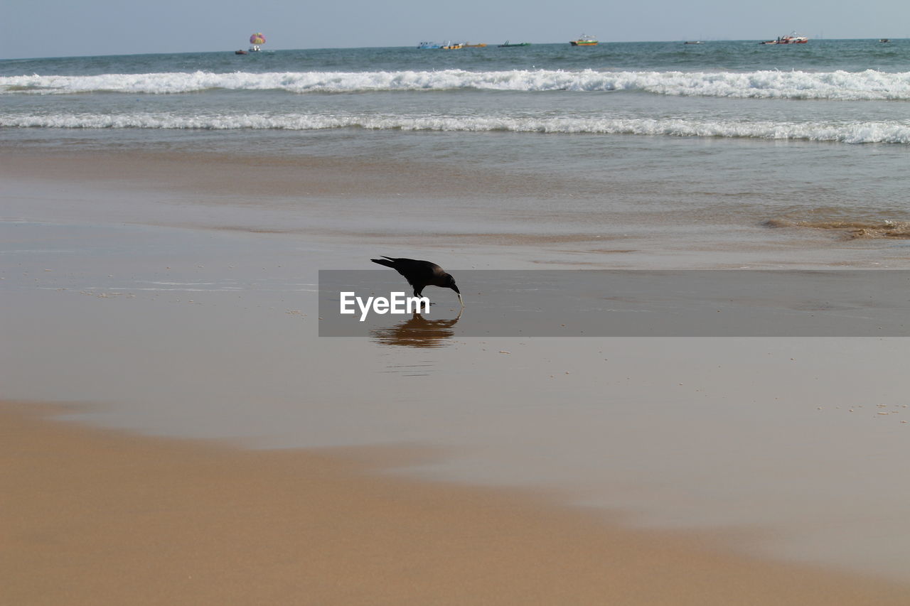 BIRD ON A BEACH