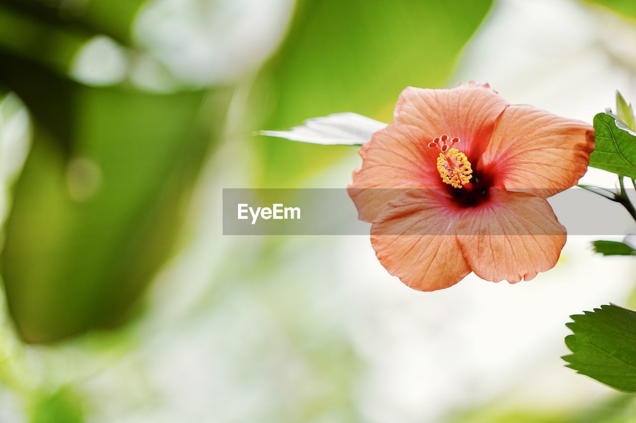 plant, flower, flowering plant, freshness, beauty in nature, close-up, macro photography, petal, green, flower head, nature, blossom, fragility, inflorescence, yellow, growth, leaf, springtime, no people, selective focus, hibiscus, pollen, botany, outdoors, plant part, summer, environment, stamen, food, focus on foreground, vibrant color, red, multi colored, food and drink, tree