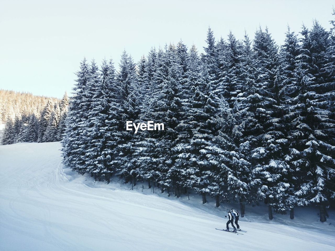 Trees growing on snow covered field against sky