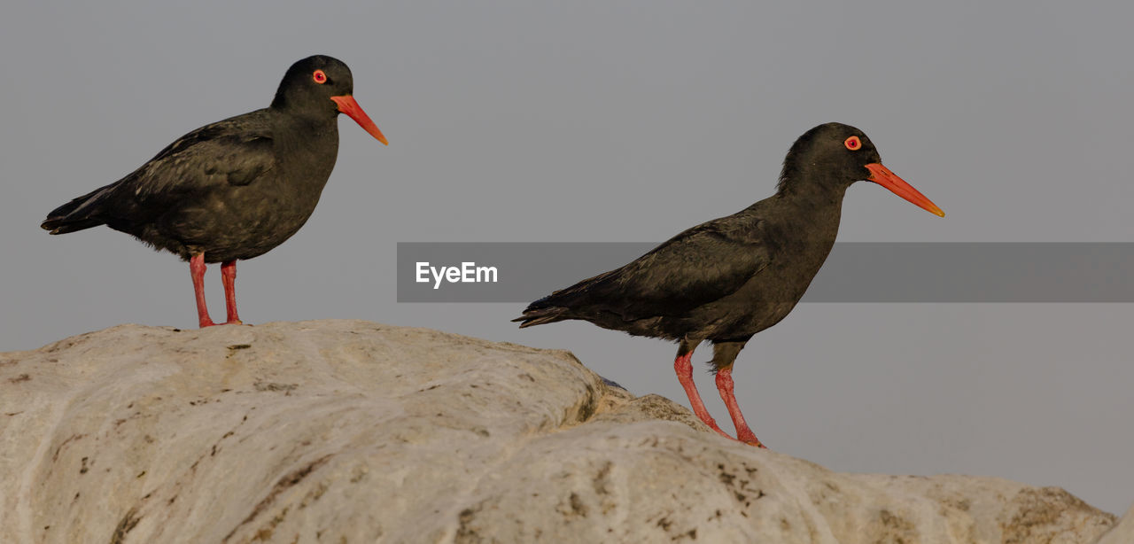 African black oystercatchers on a rock at shark island close to lüderitz, a coastal town in namibia