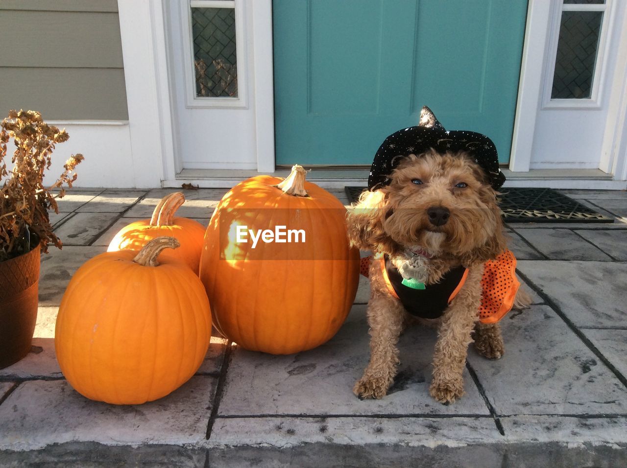 HIGH ANGLE VIEW OF A DOG WITH PUMPKIN