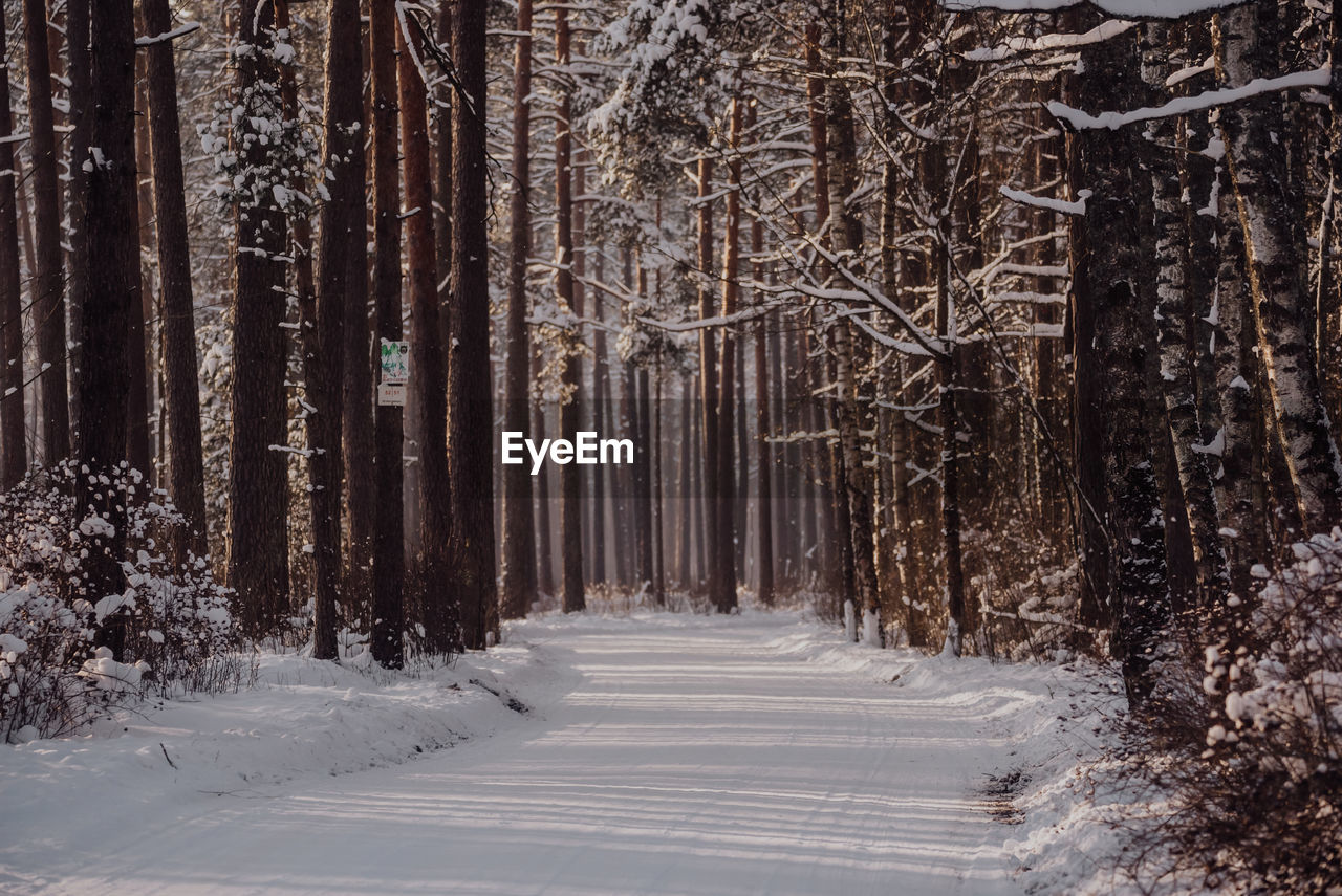 VIEW OF TREES IN FOREST DURING WINTER