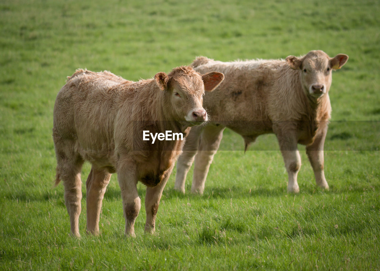 PORTRAIT OF COW STANDING ON FIELD