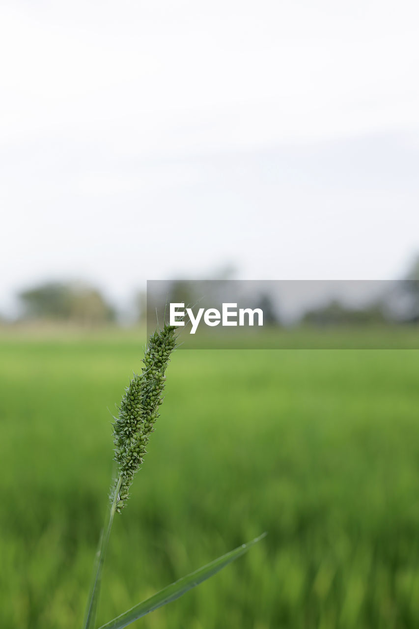 Close-up of crop growing in field