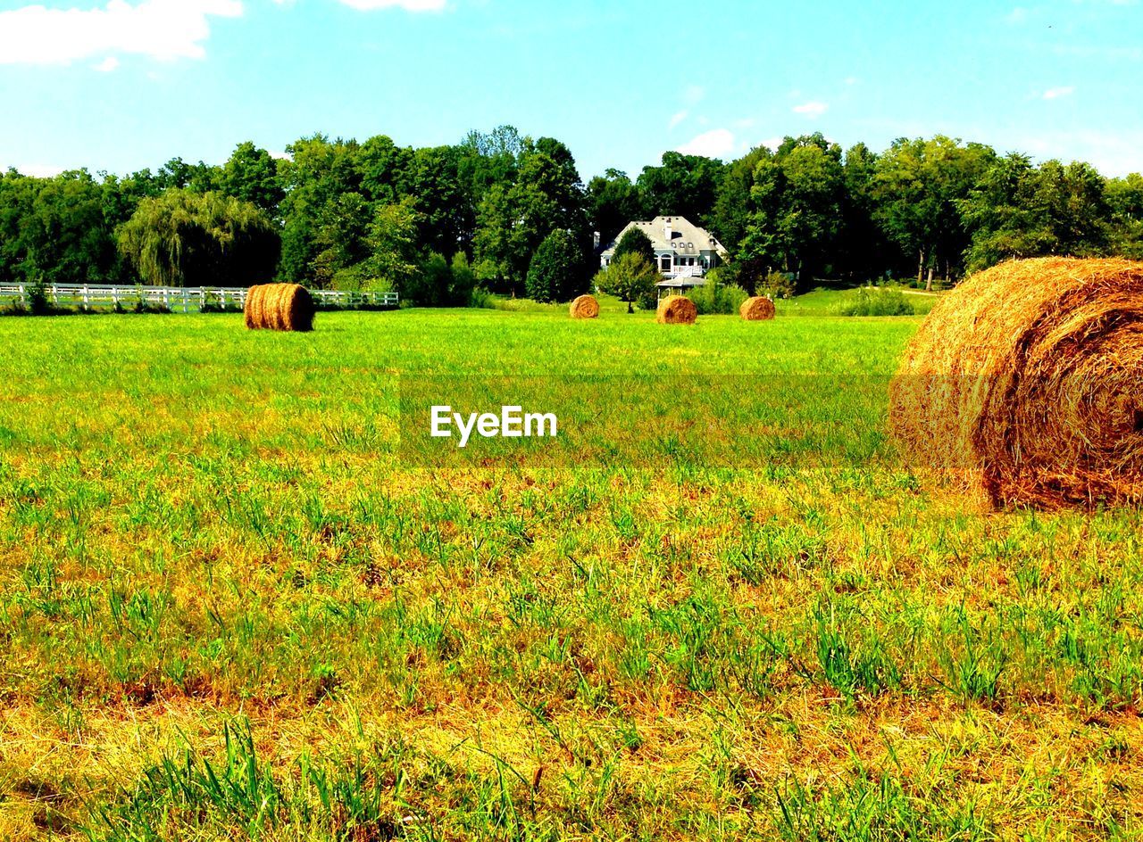 SCENIC VIEW OF RURAL LANDSCAPE