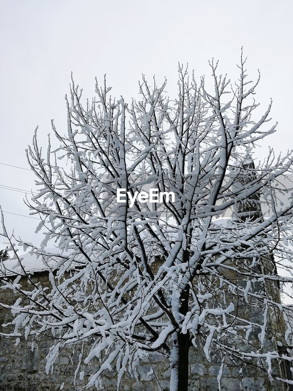 LOW ANGLE VIEW OF FROZEN TREE AGAINST SKY
