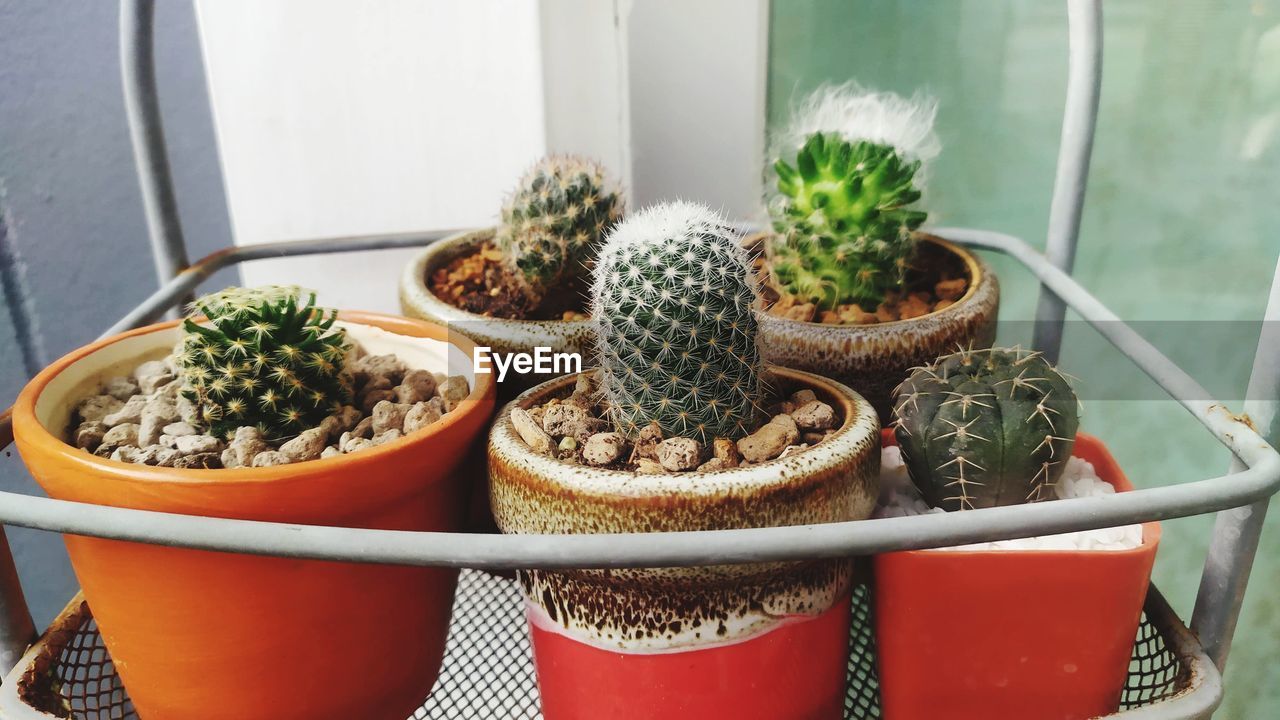 High angle view of potted plants