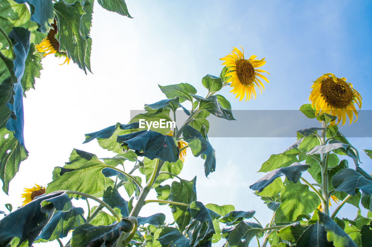 LOW ANGLE VIEW OF SUNFLOWERS AGAINST CLEAR SKY