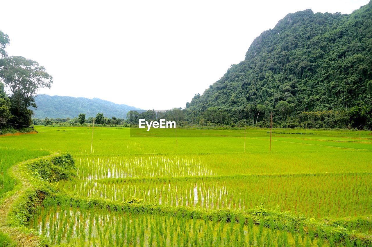 SCENIC VIEW OF FARM AGAINST CLEAR SKY