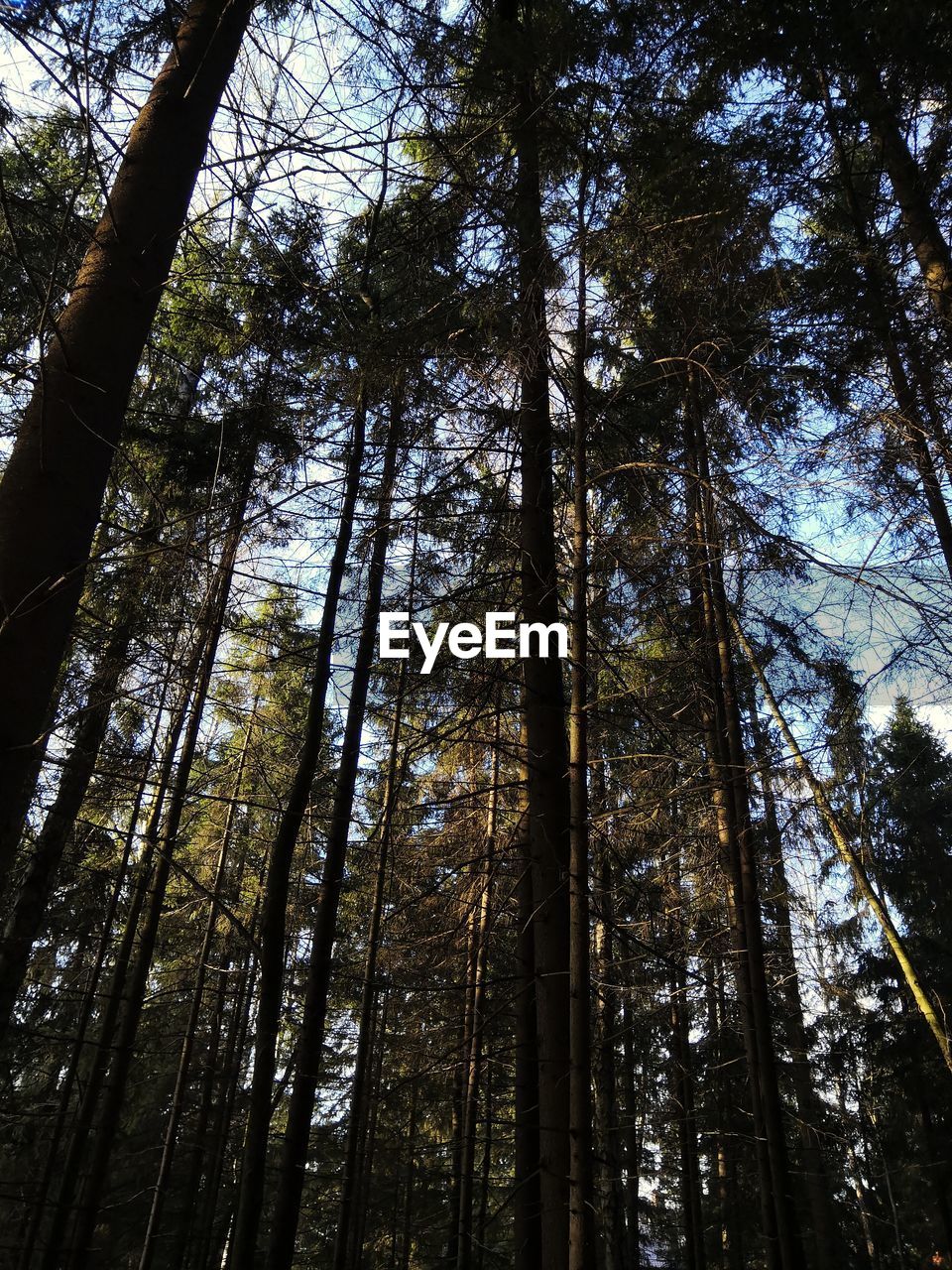 LOW ANGLE VIEW OF TREES IN FOREST AGAINST SKY