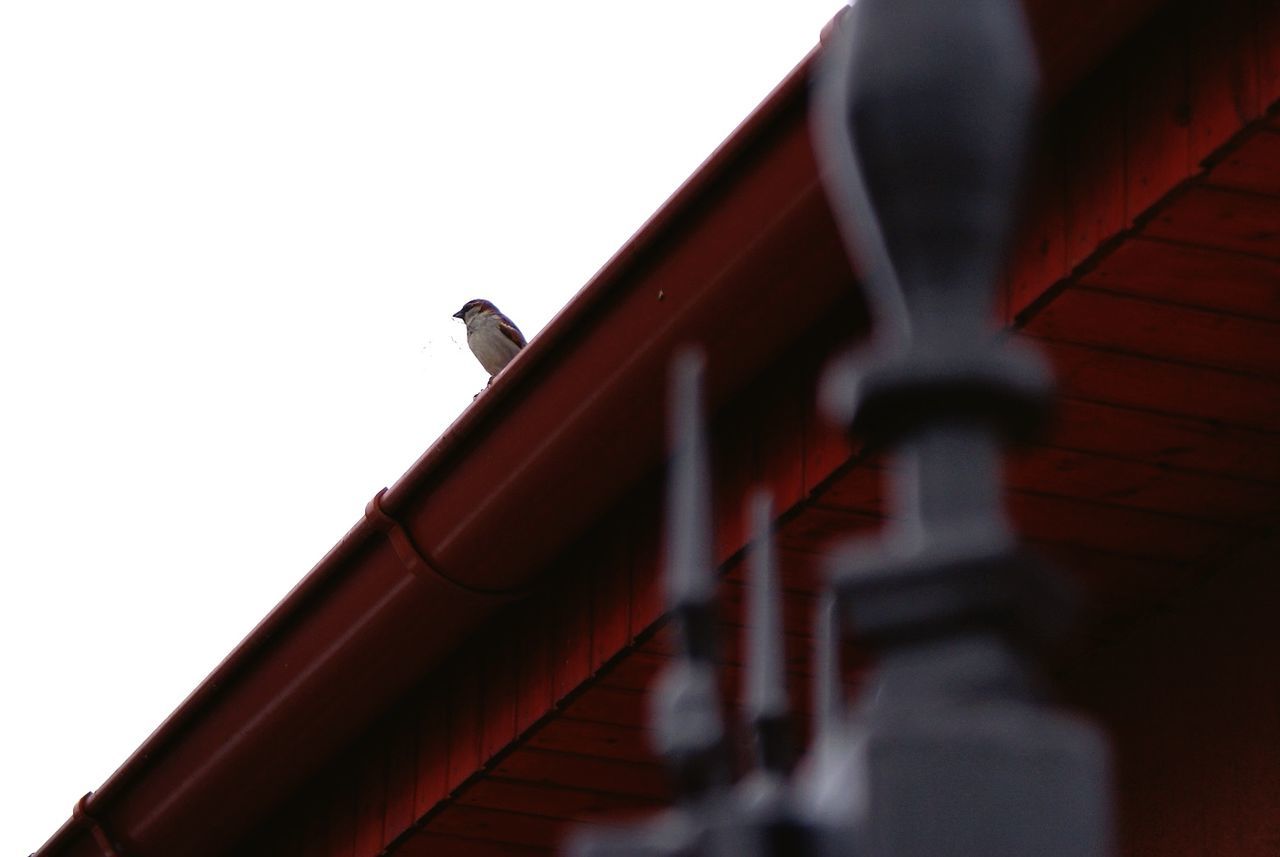 Low angle view of sparrow perching on roof against sky