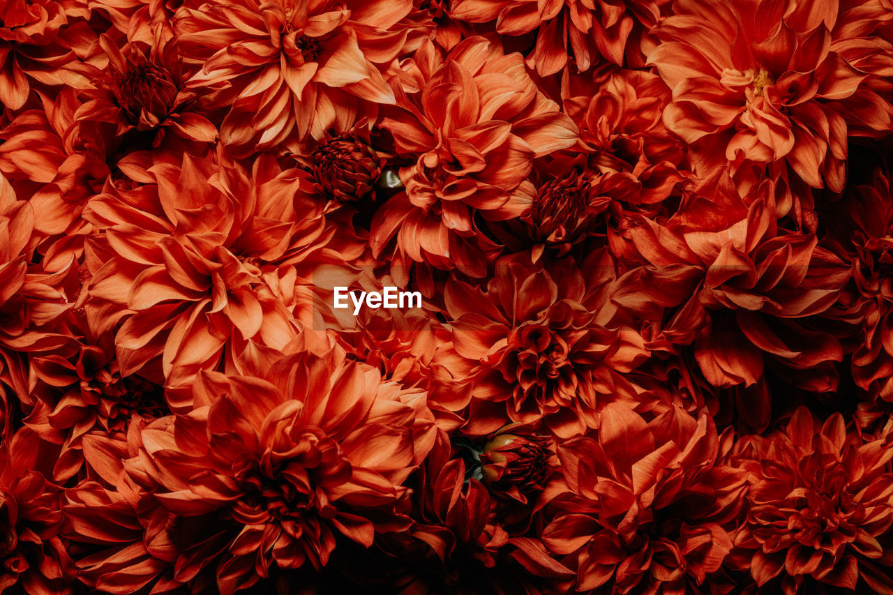 Full frame shot of flowering plants