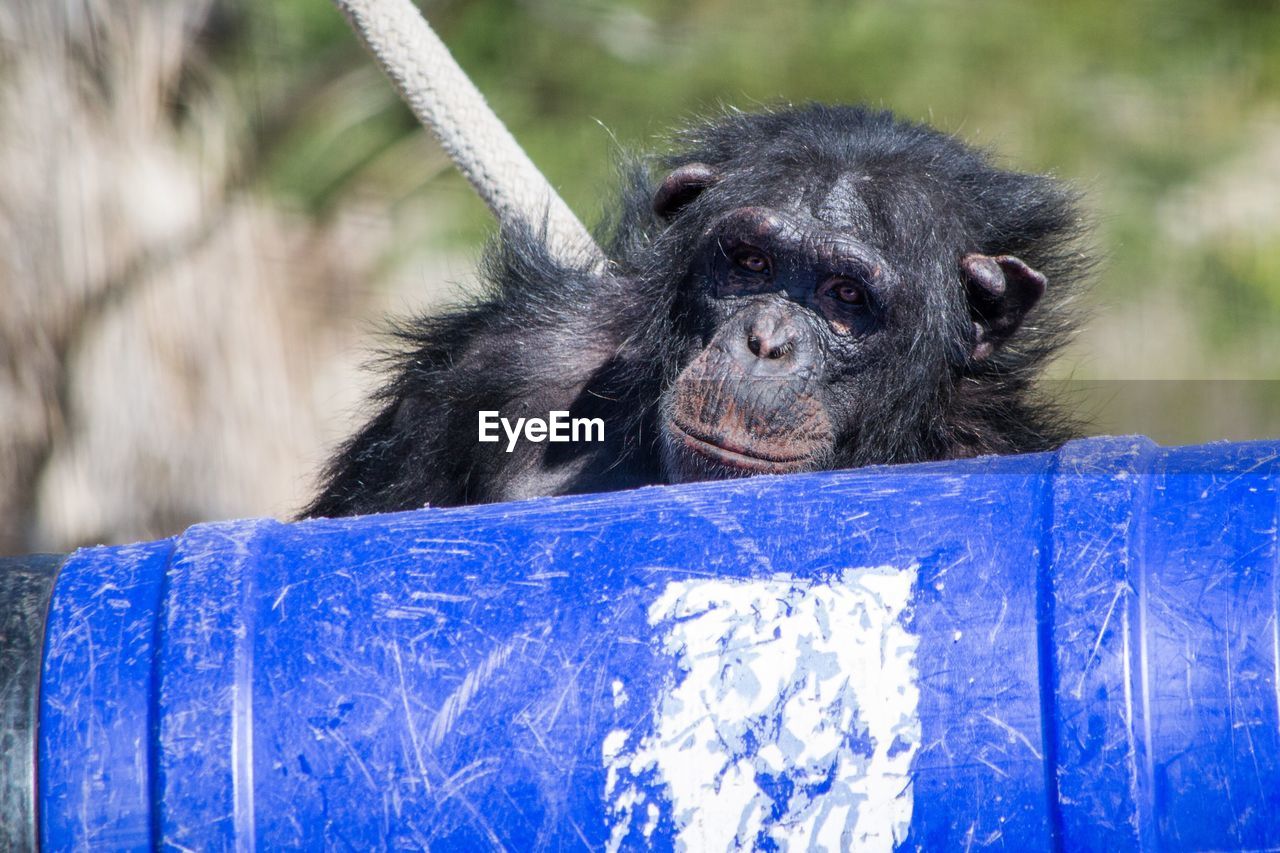 Portrait of chimpanzee in front of container