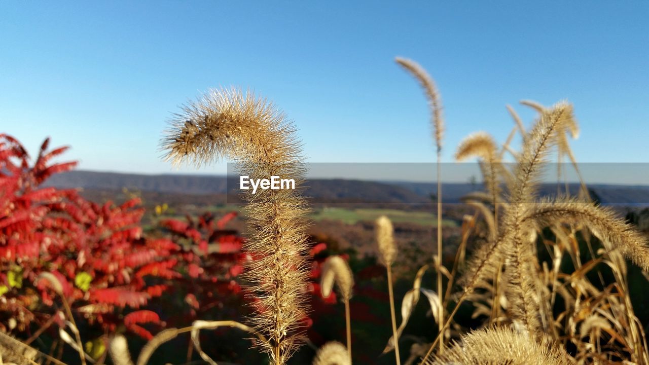 Close-up of flowers growing in field against sky