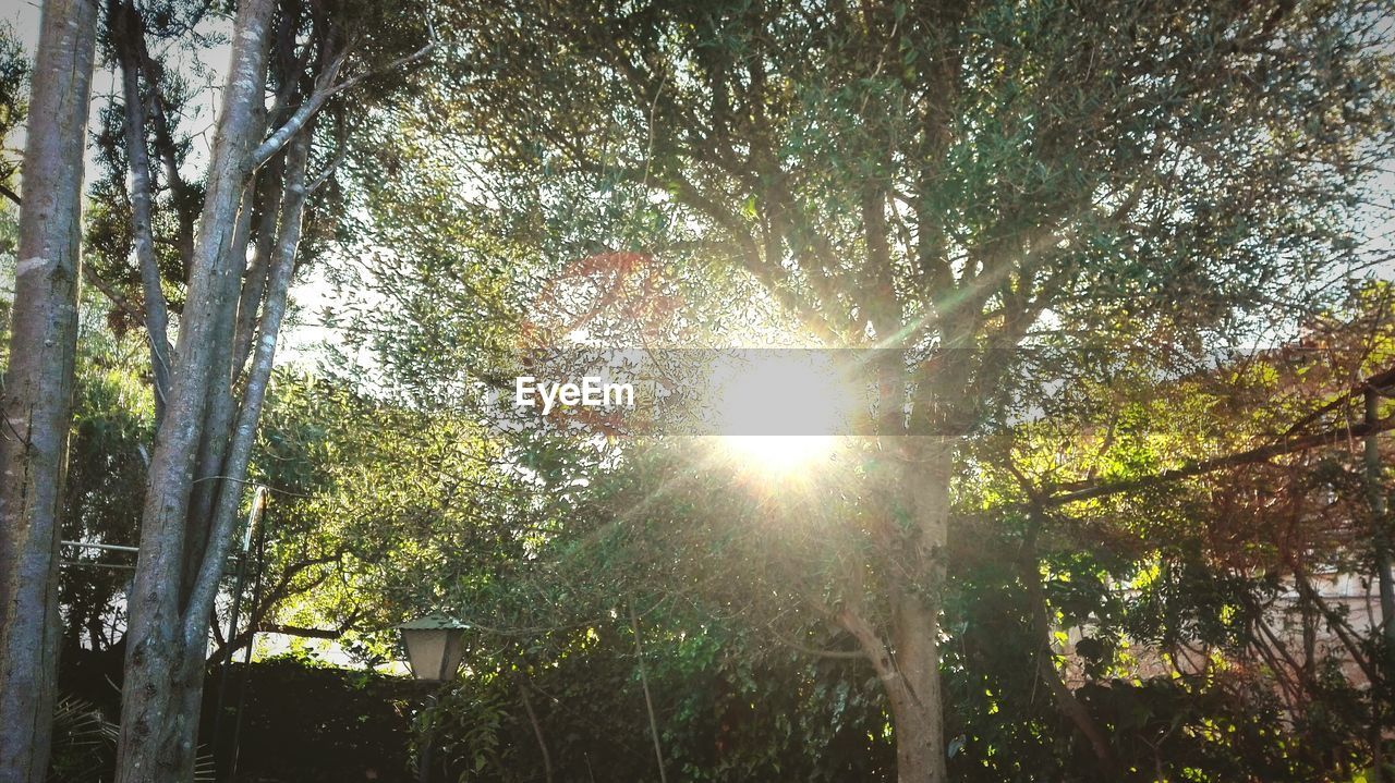 LOW ANGLE VIEW OF TREES IN SUNLIGHT