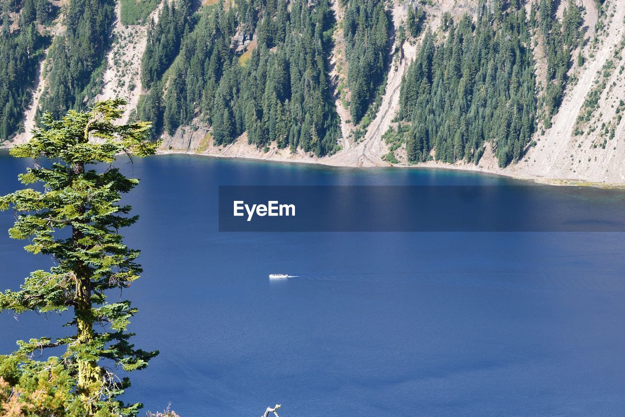 HIGH ANGLE VIEW OF TREES AND SEA