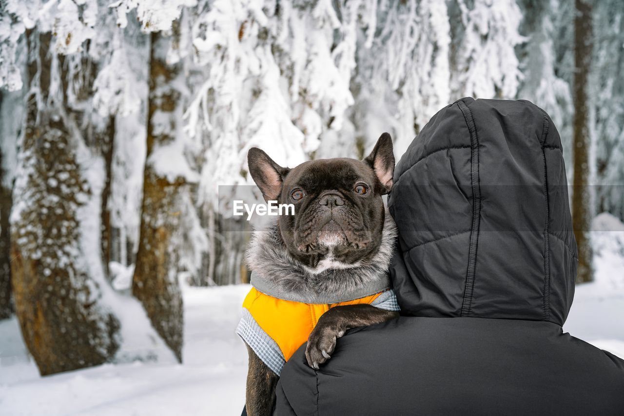 Dog owner holding french bulldog in his arms in snowy winter forest