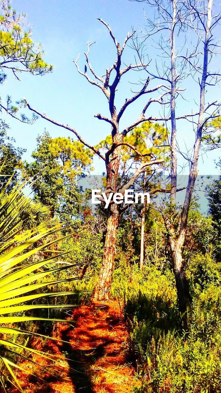 LOW ANGLE VIEW OF TREES AT SUNSET