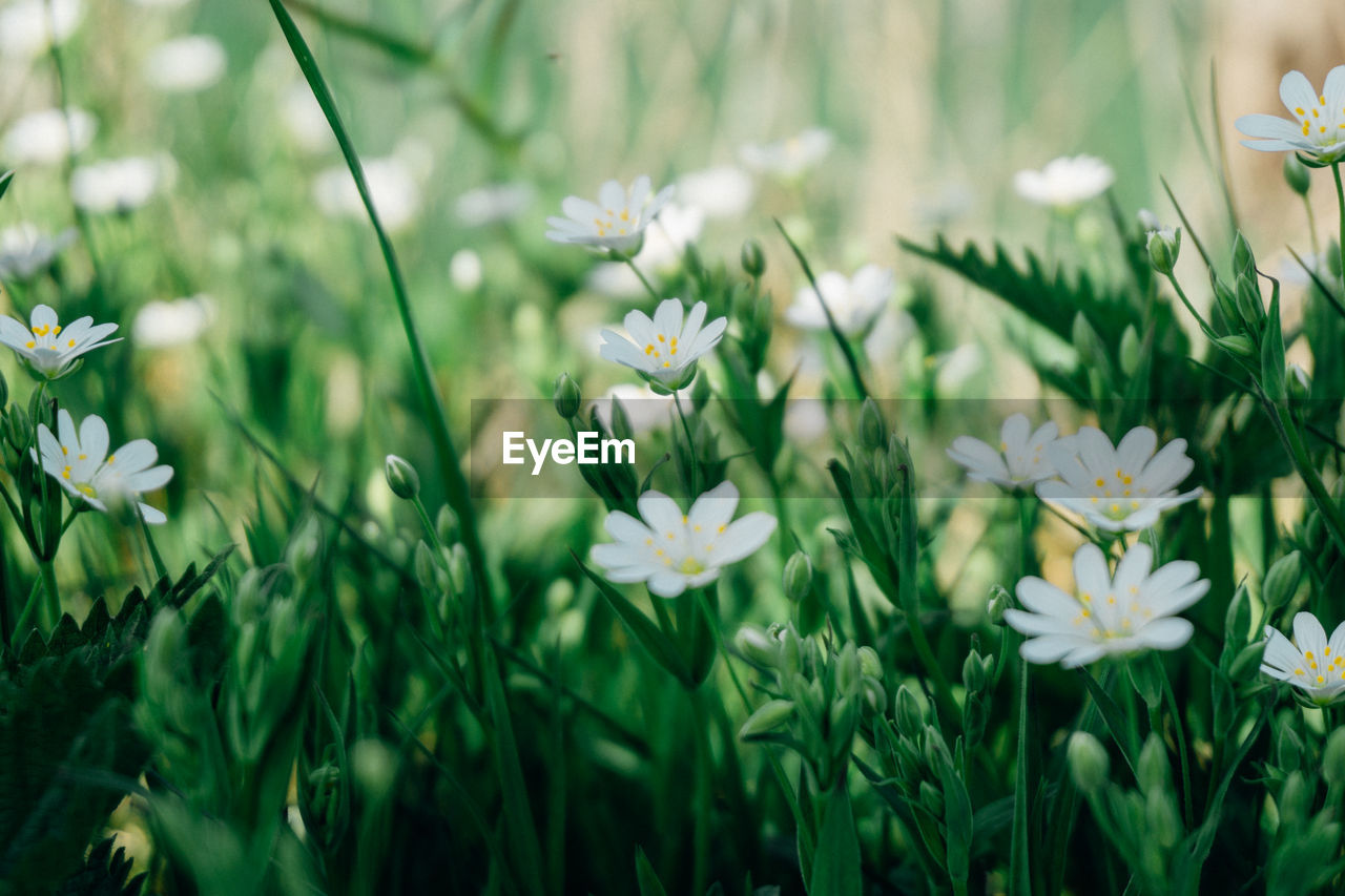 Close-up of white flowering plants on field