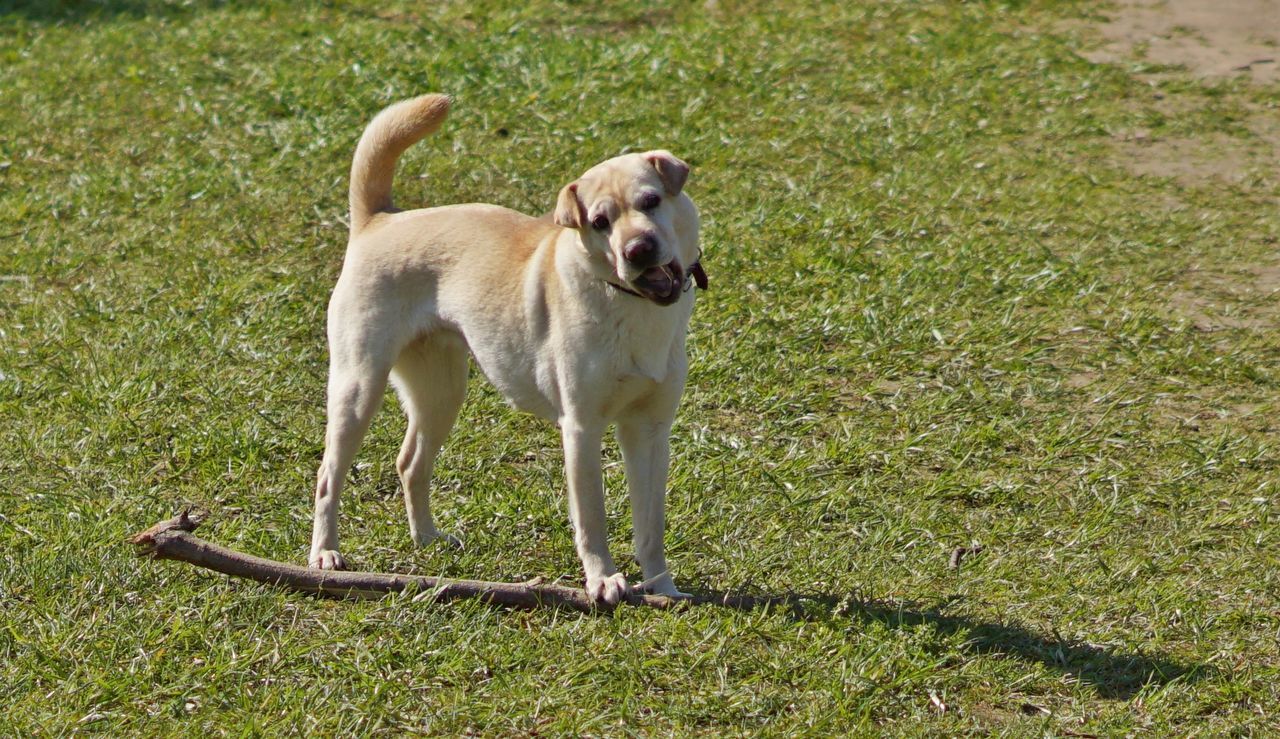 DOG ON GRASSLAND