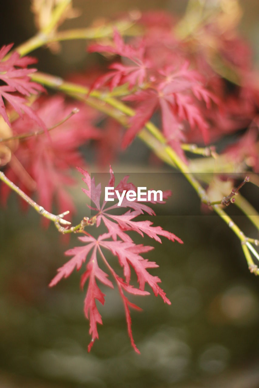 CLOSE-UP OF MAPLE LEAF ON BRANCH