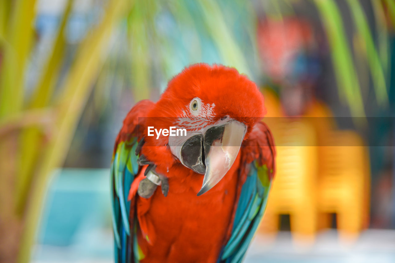 CLOSE-UP OF PARROT PERCHING ON RED