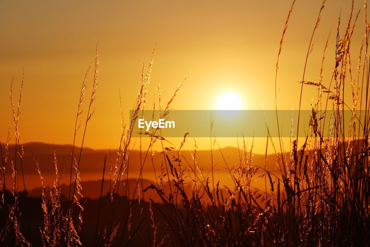 Close-up of stalks against sunset