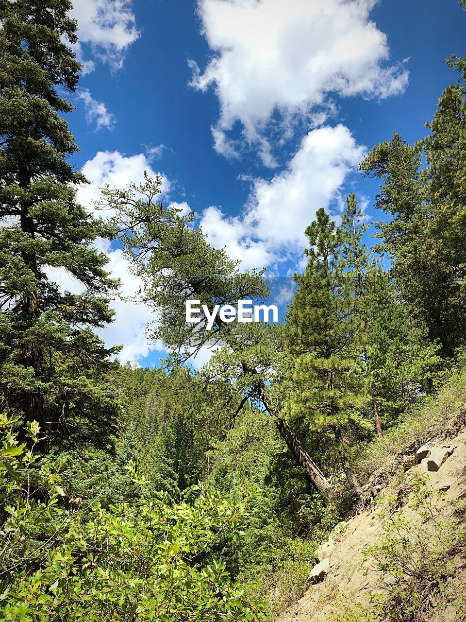 LOW ANGLE VIEW OF TREES GROWING AGAINST SKY