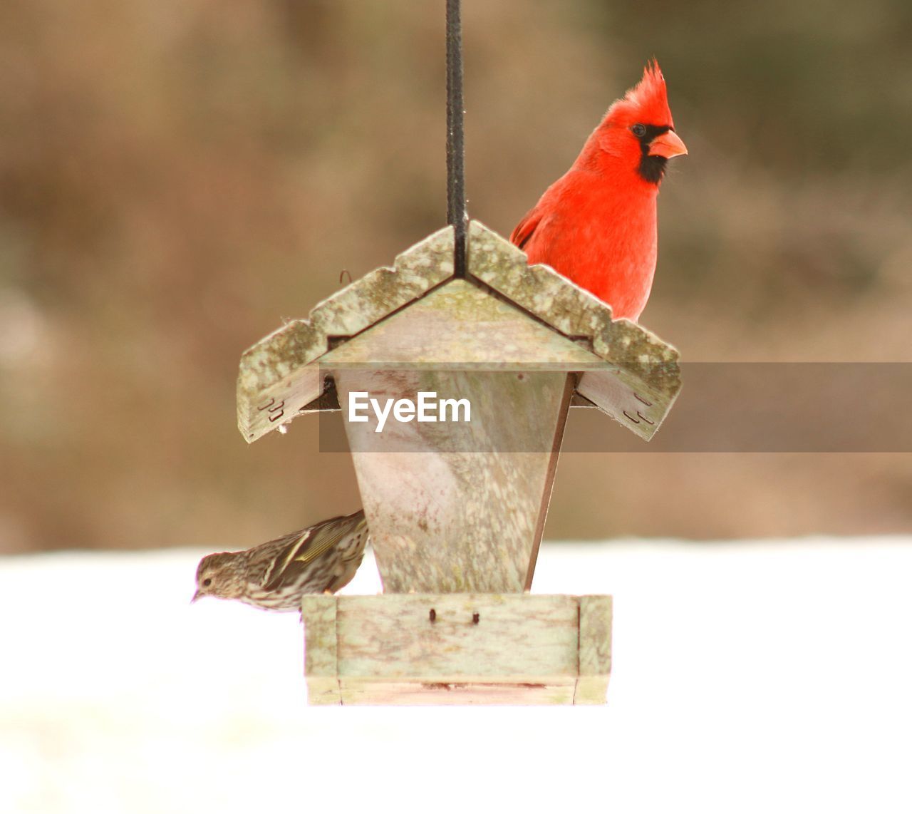 Close-up of birds perching on birdhouse