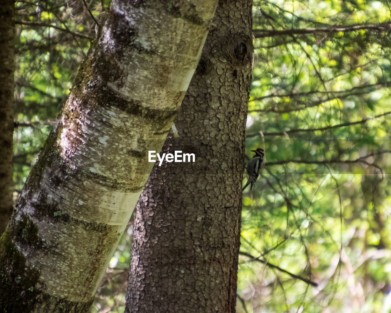 VIEW OF A TREE TRUNK